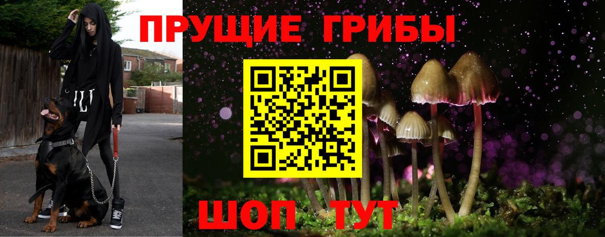 Псилоцибиновые грибы Cubensis  Вход с VPN  Прохладный  Псилоцибиновые грибы Psilocybine cubensis 